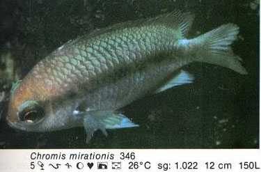 Chromis mirationis